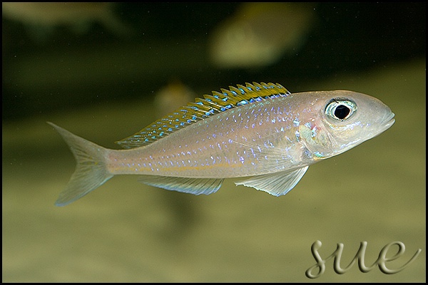 Xenotilapia flavipinnis 'Mutondwe (Crocodile) Island'